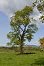 Mt. Monadnock - Witt Hill Rd - Tree - Spring